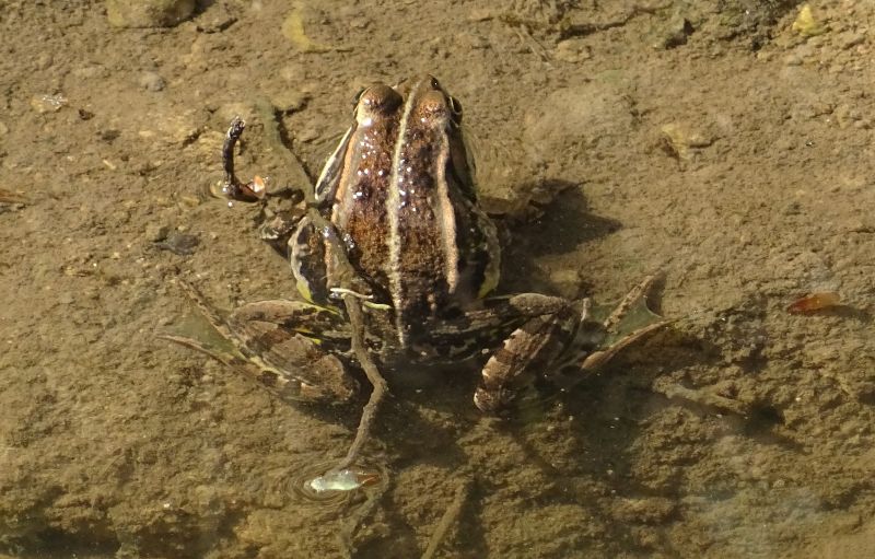 da determinare..... Pelophylax sp. (MN)